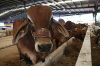 Detectan 12 brotes de gusano barrenador en Tabasco; afecta a bovinos y equinos