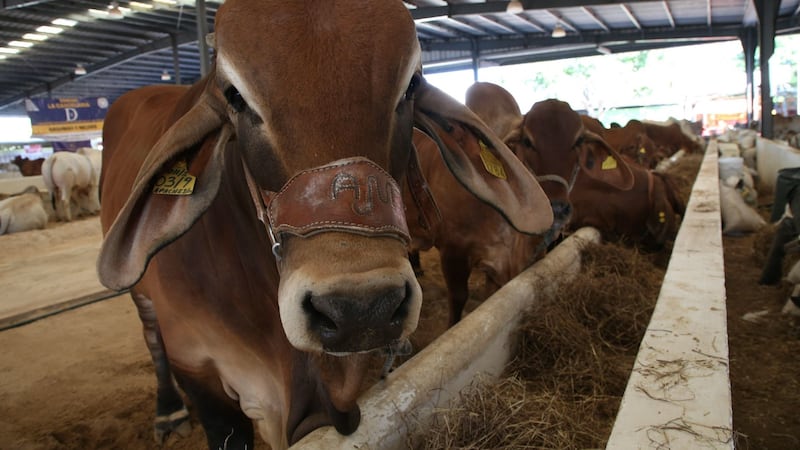 Detectan 12 brotes de gusano barrenador en Tabasco; afecta a bovinos y equinos