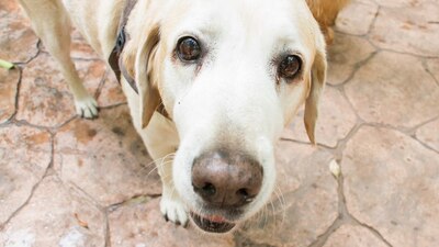 El maltrato animal es considerado un delito en la CDMX