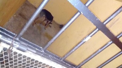 El can está cusado de morder a una mujer