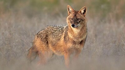 El año pasado se encontró el cuerpo de un ejemplar, tras ser víctima de atropellamiento