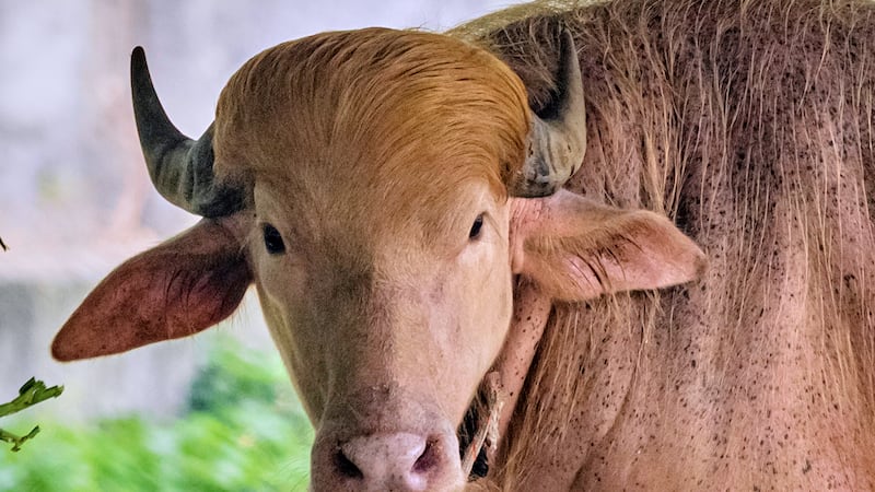 Búfalo llamado ‘Donald Trump’ atrae a miles de turistas a zoológico de Bangladesh por parecido con el mandatario