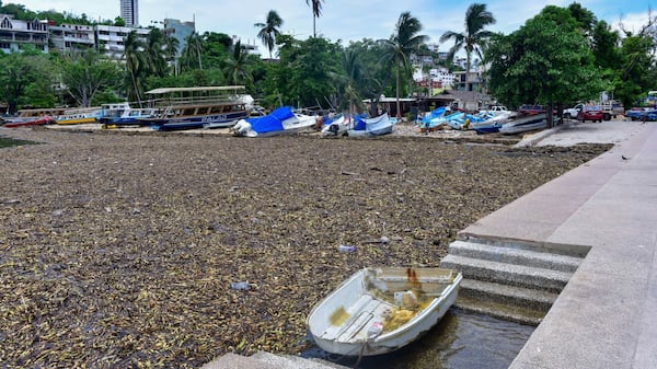 Toneladas de lirio acuático llegaron a las playas de Acapulco durante el fin de semana, arrastrados por los efectos de las fuertes lluvias que ocasionaron la Tormenta Tropical 'Dalila' y el Huracán 'Erick' ; ahora los prestadores de servicio han puesto manos a la obra para retirar la planta y evitar daños al turismo. FOTO: Cuartoscuro