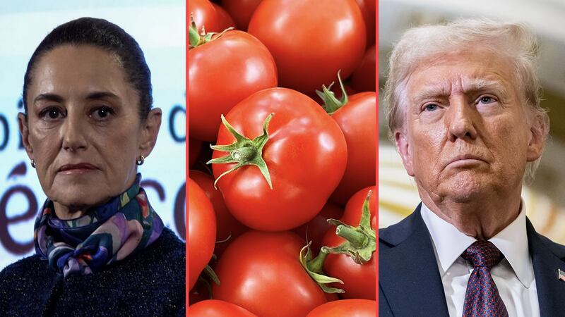 EU consume 6 de cada 10 jitomates de origen mexicano: “Ojalá que no les salga muy caro”