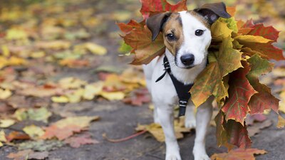 El clima de la CDMX cambiará de calor a frío durante este lunes