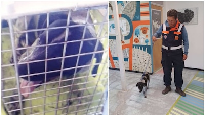 El lomito recibió atención médica para conocer su estado de salud