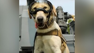 Es una perrita labrador retriever de seis meses