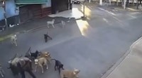 VIDEO: Abuelita es brutalmente atacada por jauría de perros en Cuautla