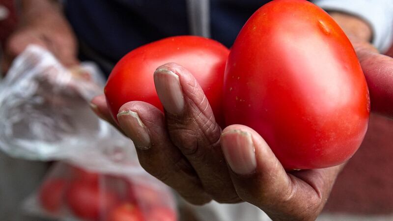Tras arancel al jitomate, productores dicen ser un “sector resiliente que supera batallas”