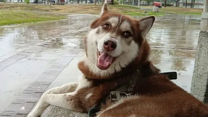 Juez ordena dar pensión alimenticia al perrito ‘Lucas’, tras la separación de sus dueños