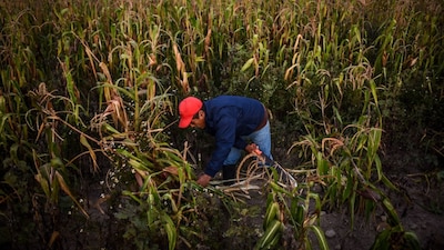 El gobierno mexicano se ha movido para limitar las importaciones y el uso de maíz transgénico estadounidense