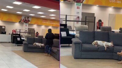 No solo dejan entrar a los perritos callejeros, sino que también los dejan descansar cómodos