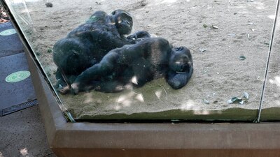 Se cree que fueron contagiados por un empleado que había contraído el virus pero no tenía síntomas