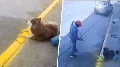En redes sociales cuestionaron el actuar del trabajador que pintó al perrito