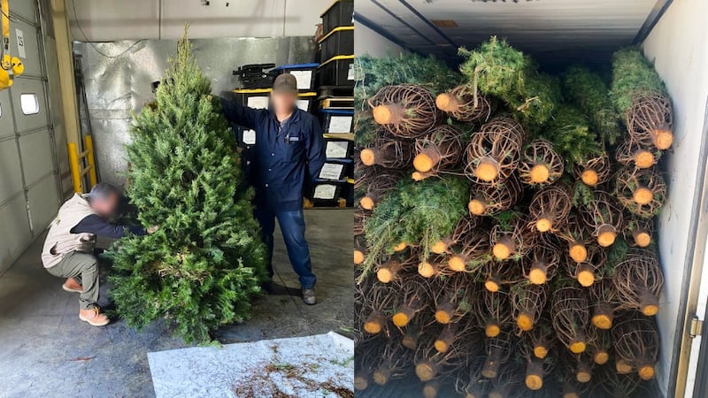 Profepa descarta presencia de plagas en más de 130 mil árboles de Navidad importados