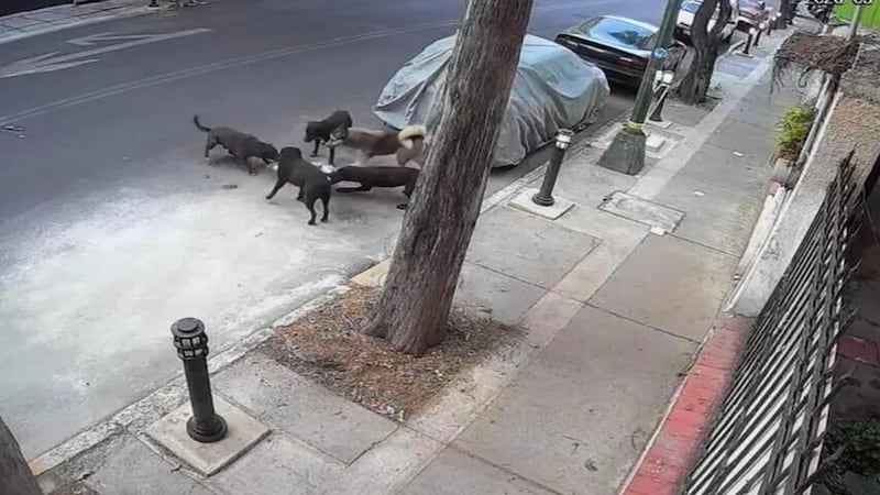 Preocupa a vecinos ataques de perros grandes a mascotas en Benito Juárez
