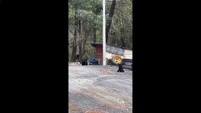 En redes sociales circulan videos en los que se observa al pequeño tratar de alcanzar a su madre