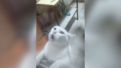 La gatita mostró desesperación al ver al ratón
