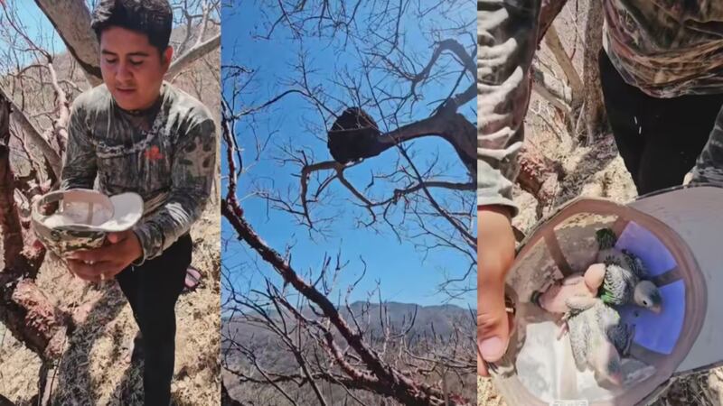 Profepa denuncia a influencer ante FGR por saquear nido de pericos en Guerrero