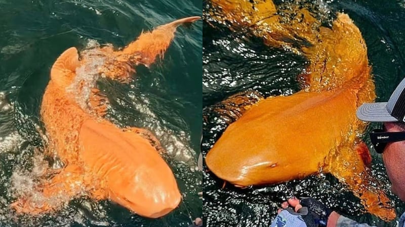 Captan por primera vez un tiburón naranja con ojos blancos