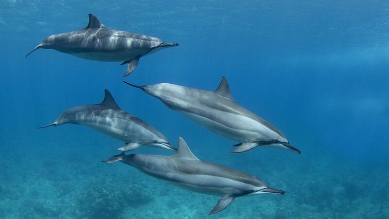 ¡Ya afectó al mar! Delfines dan positivo a fentanilo en el Golfo de México