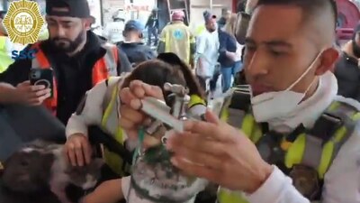 Los elementos el ERUM brindaron los primeros auxilios al gatito