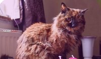 A los 33 años, muere Rosie, la gatita más longeva del mundo