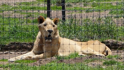Los felinos rescatados serán traslados a centros de conservación en el país
