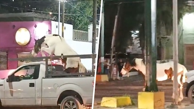 El caballo logró salirse de la unidad ante la falta de medidas de seguridad