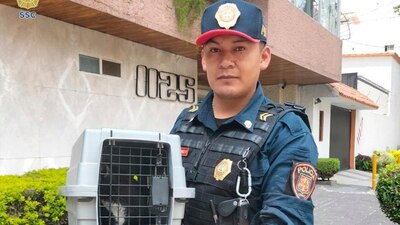 La dueña del gatito explicó que el peludo entró a la tubería del edificio donde habita y se quedó atorado
