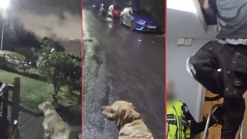 VIDEO: ‘Lomito’ arruina escape y guía a la policía hasta su dueño, que huyó de un alcoholímetro