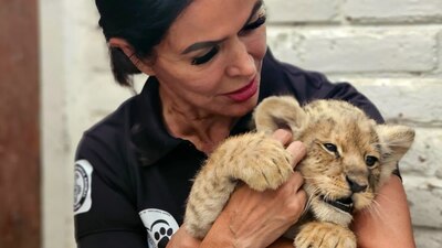 Tres sujetos fueron detenidos por no acreditar la posesión legal de la felina, que se calcula tiene unos tres meses