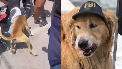 En el video se observa al can morder en varias ocasiones al supuesto ladrón