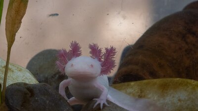 Está catalogado como una especia endémica en peligro crítico de extinción