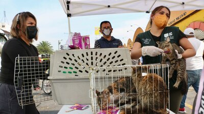 Autoridades aseguraron que la mala condición de salud de los animales se debe a la forma insalubre en la que viven y no por el incendio