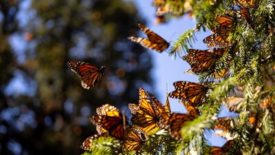 Están en riesgo, pues en México cada vez hay menos árboles para su arribo