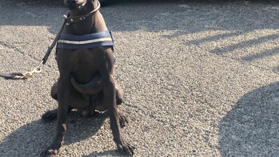 Este perro de raza Xoloitzcuintle es el único de su tipo en las filas de la Unidad Canina de la Policía Federal
