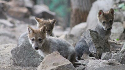 La nueva camada de “Seje” y “Rhi” se conforma por tres machos y dos hembras