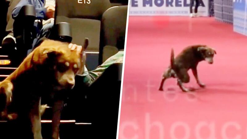 Perrito de la calle orina la alfombra roja del FICM y consigue ser adopado