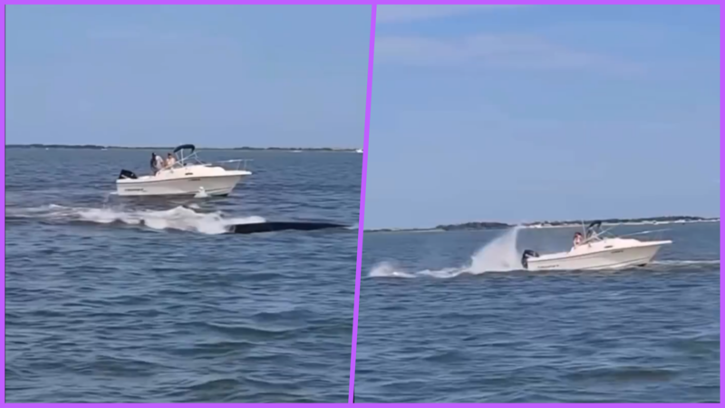 VIDEO: Ballena muere tras chocar con un bote en la Bahía de Bernegat