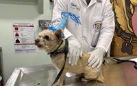 Inauguran primer Simi PetCare en CDMX; dará atención a ‘michis’ y ‘lomitos’ a precios accesibles