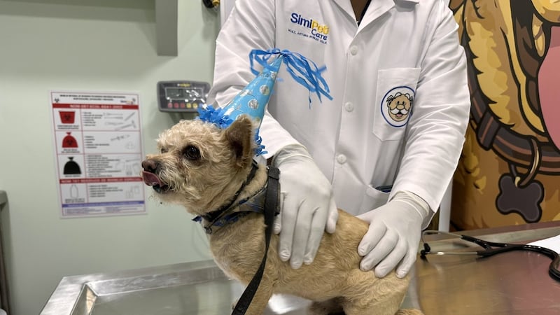 Inauguran primer Simi PetCare en CDMX; dará atención a ‘michis’ y ‘lomitos’ a precios accesibles