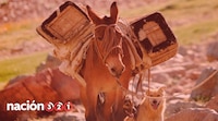 Edomex aprueba derechos laborales para animales de carga; agua, días de descanso y hasta jubilación