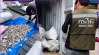 Profepa halla 2 toneladas de aletas de tiburón en Ensenada con destino a China