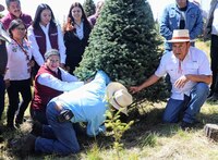 Cortan primer árbol de Navidad en Edomex; ¿qué municipios producen ejemplares?
