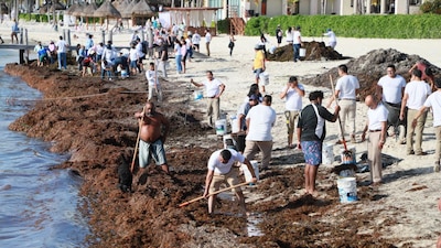 La Marina instaló trampas antisargazo para detenerlo antes que llegue a las playas