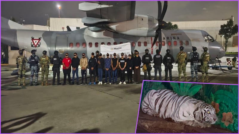 Detienen a 20 presuntos integrantes del CJNG con armas, drogas, animales salvajes y más