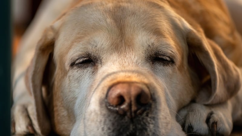 FDA avala eficacia de píldora antienvejecimiento para perros en EU