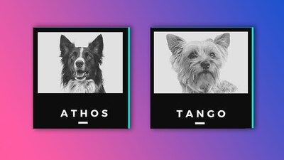 Los perritos formaban parte del equipo de rescatistas de Querétaro