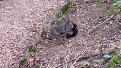 El lince fue captado por una cámara trampa